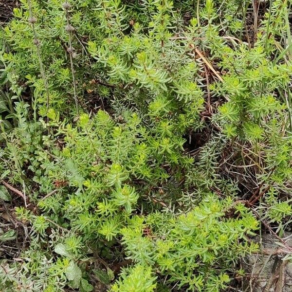 Hypericum empetrifolium Leaf