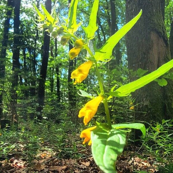 Melampyrum sylvaticum Flor