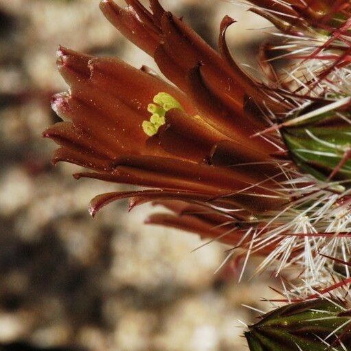 Echinocereus viridiflorus Flor