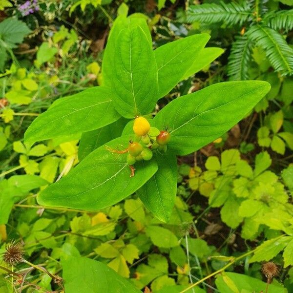 Hypericum androsaemum Květ