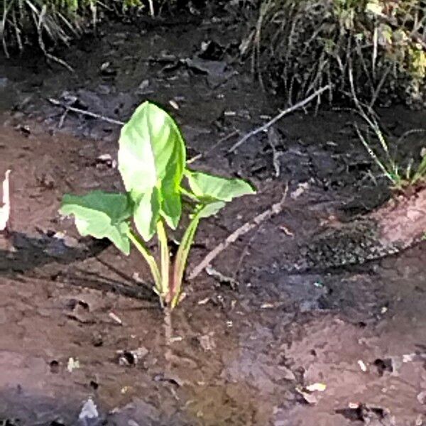 Peltandra virginica Plante entière