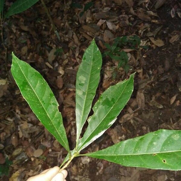 Richeria grandis Feuille