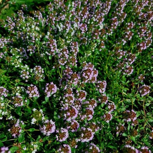 Thymus pulegioides 花