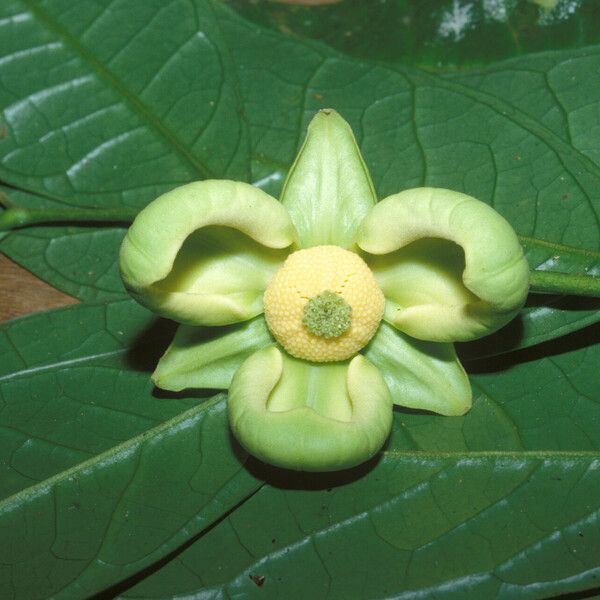 Cymbopetalum brasiliense ഫലം