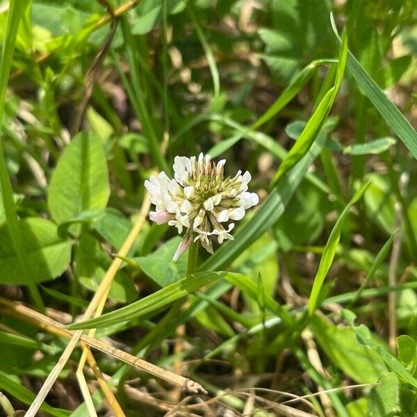 Trifolium nigrescens Květ