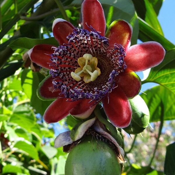 Passiflora alata ഇല