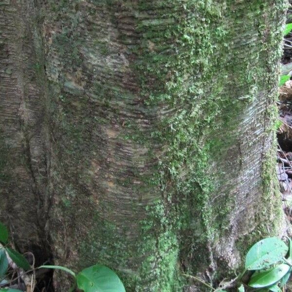 Monopteryx inpae Bark