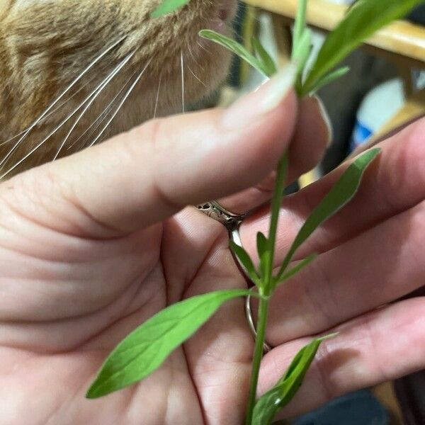 Scutellaria integrifolia Koor