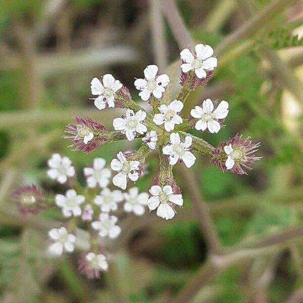 Torilis arvensis Blomst