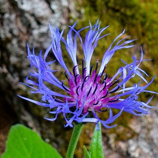 Centaurea montana Цвят