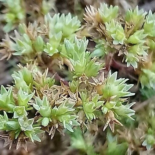 Scleranthus annuus Flor