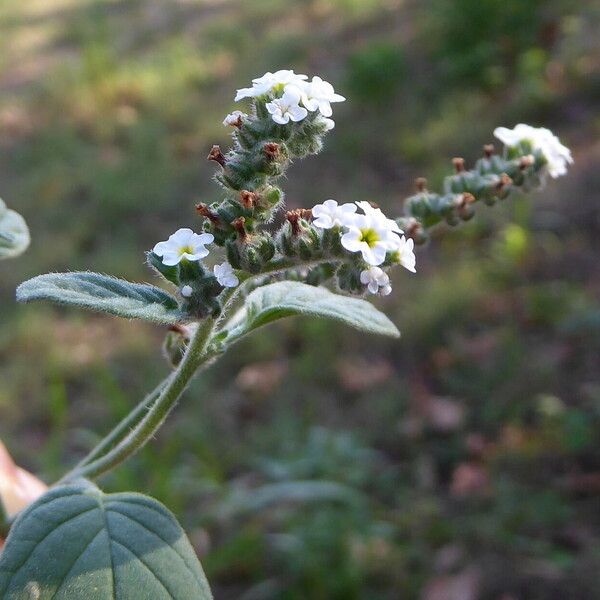 Heliotropium europaeum Rhisgl