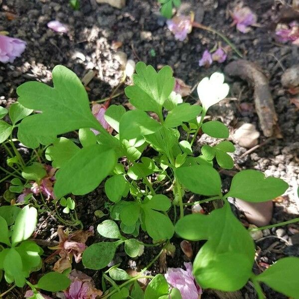 Lepidium sativum Blad