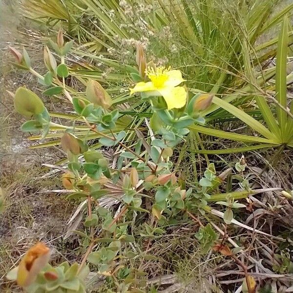 Hypericum tetrapetalum Kvet