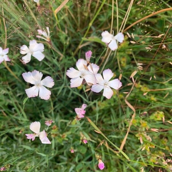 Dianthus cretaceus