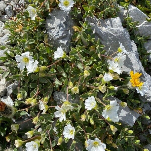 Cerastium latifolium Habitus