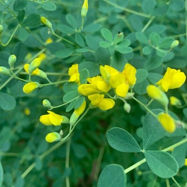 Baptisia tinctoria Kukka