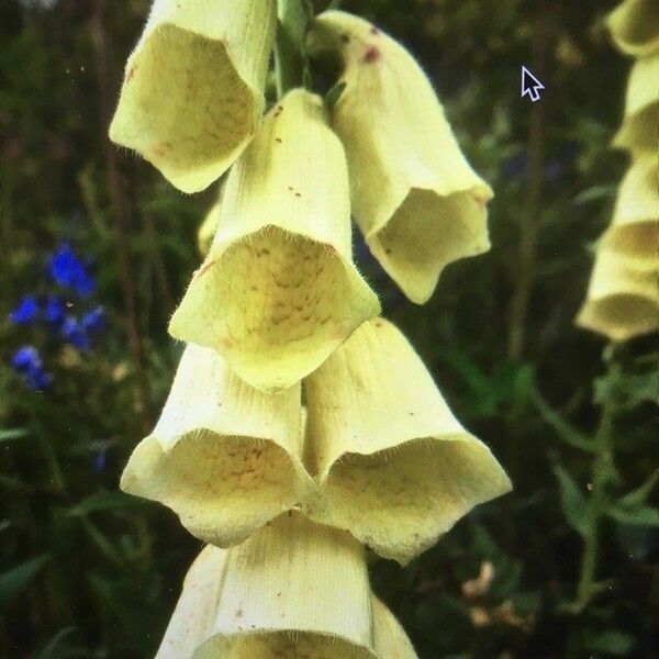 Digitalis grandiflora 花