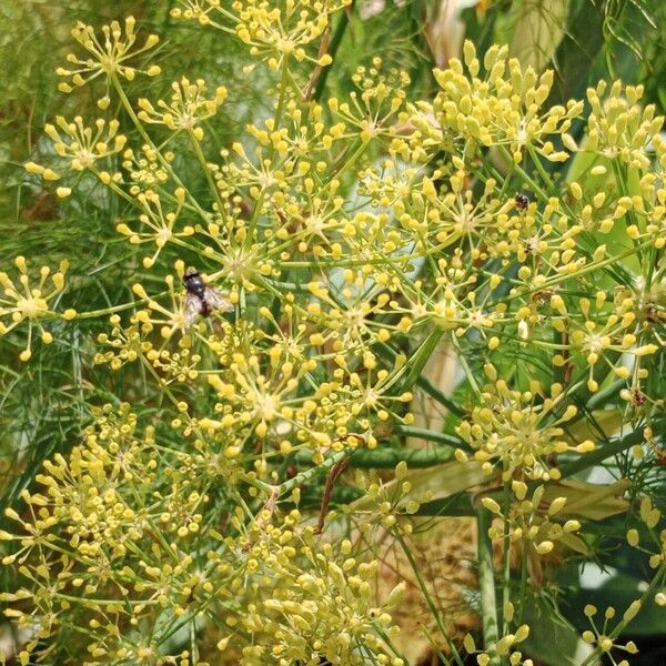 Anethum graveolens Flower