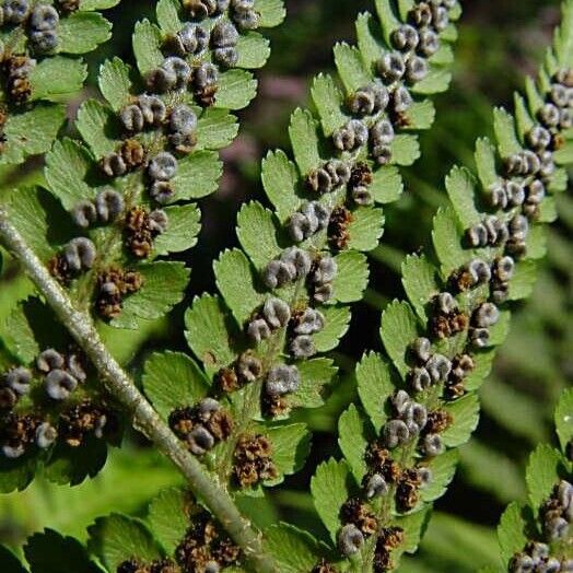 Dryopteris filix-mas Žiedas