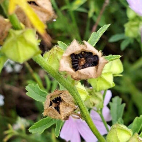 Malva alcea Фрукт