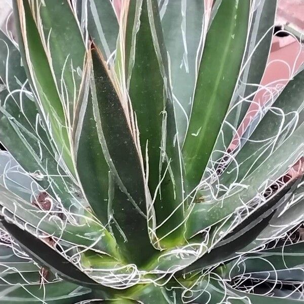 Agave filifera ഇല