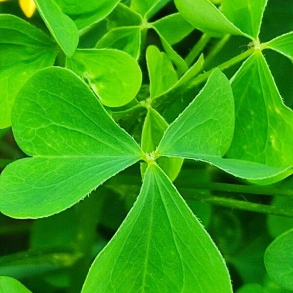 Oxalis stricta Листок