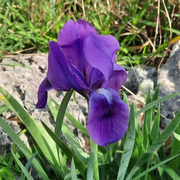 Iris pumila Květ