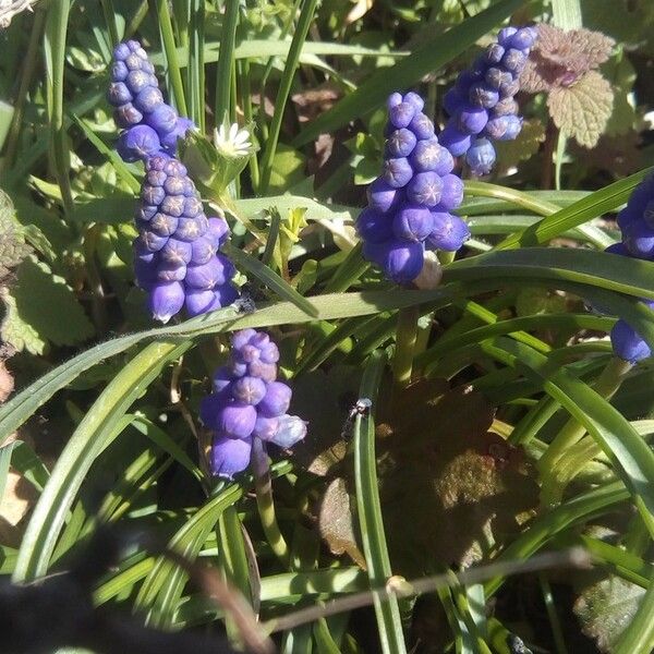 Muscari armeniacum Blomst