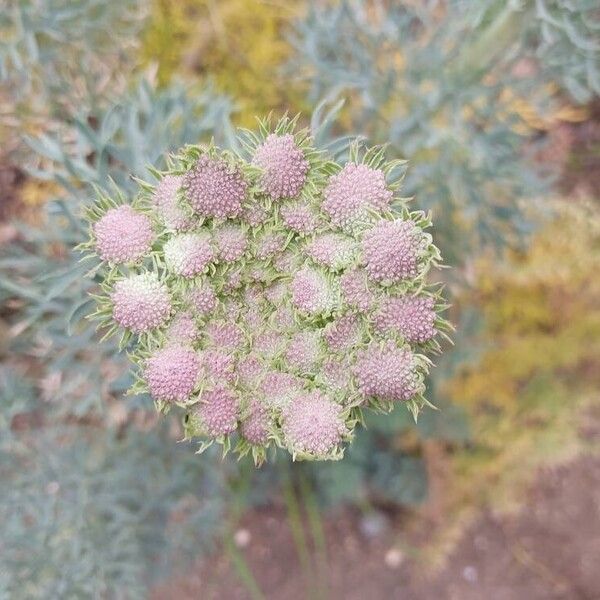 Seseli gummiferum Flower