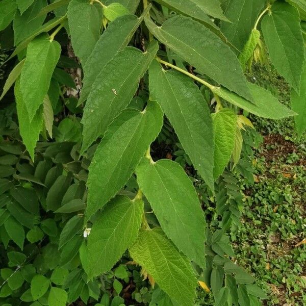 Muntingia calabura Blatt