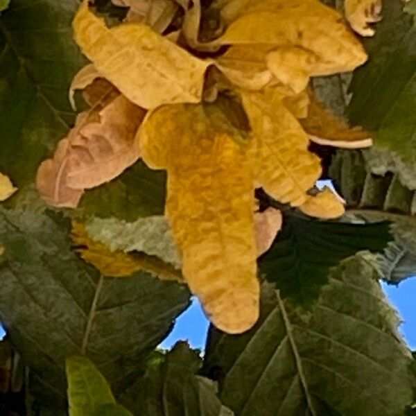 Carpinus betulus Gyümölcs