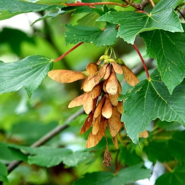 Acer tataricum Fuelha