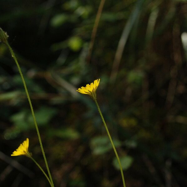 Krigia virginica Flower