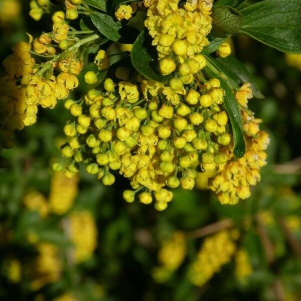 Berberis vulgaris Virág