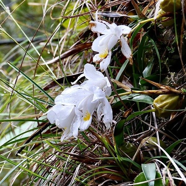 Coelogyne cristata 花