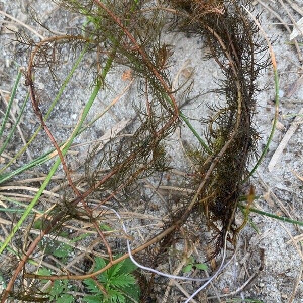 Myriophyllum alterniflorum List