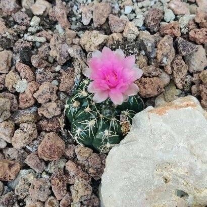 Gymnocalycium denudatum Blomst