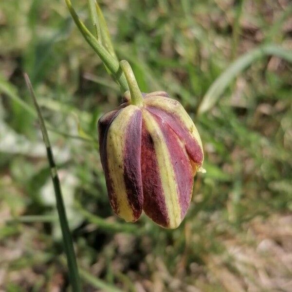 Fritillaria lusitanica Цвят