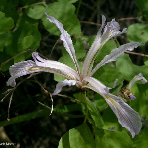 Iris hartwegii Blüte