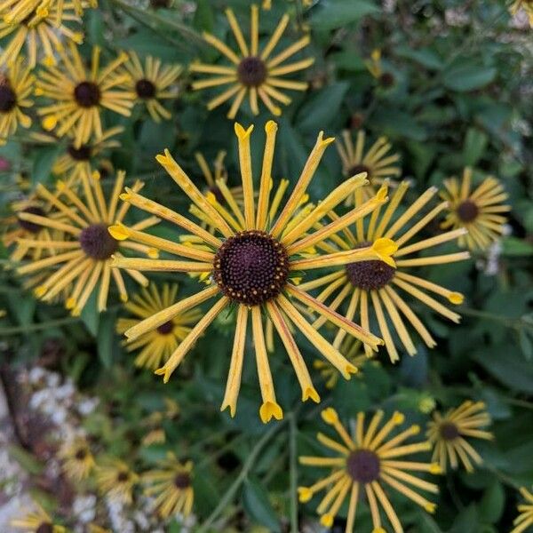 Rudbeckia subtomentosa Květ