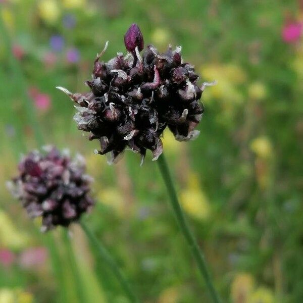 Allium scorodoprasum 花