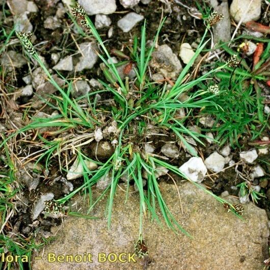 Carex bicolor 形态