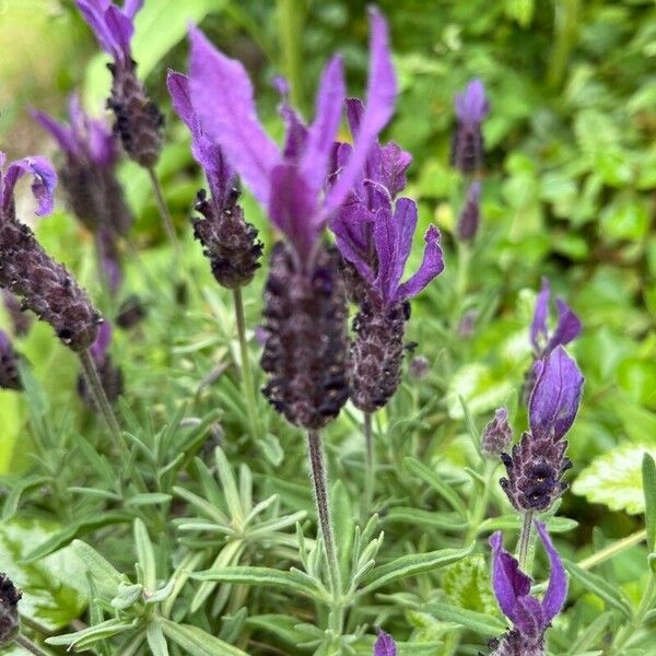 Lavandula stoechas Çiçek