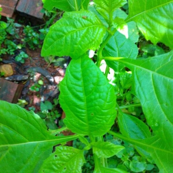 Physalis ixocarpa Feuille