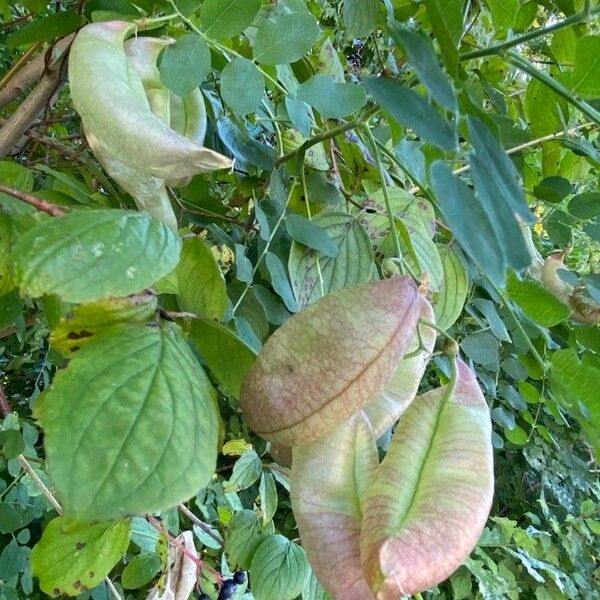 Colutea arborescens फल