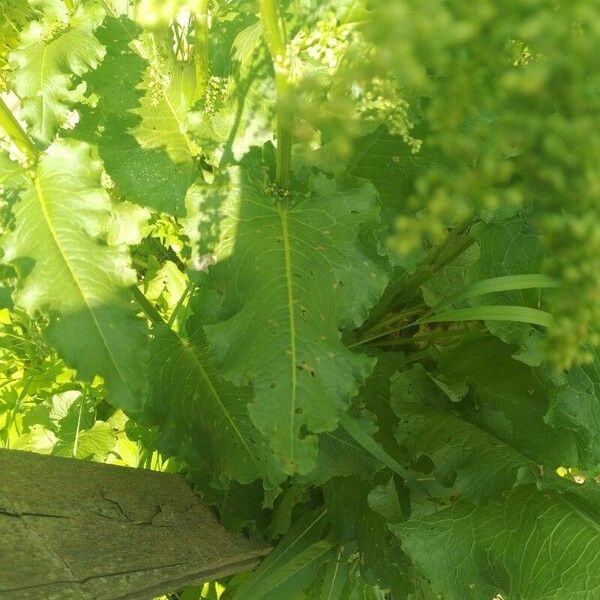 Rumex confertus Levél