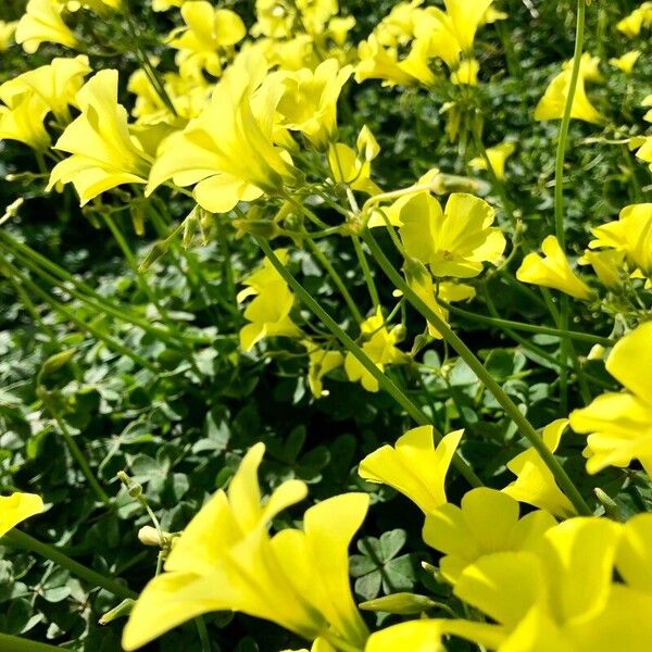 Oxalis pes-caprae Flor