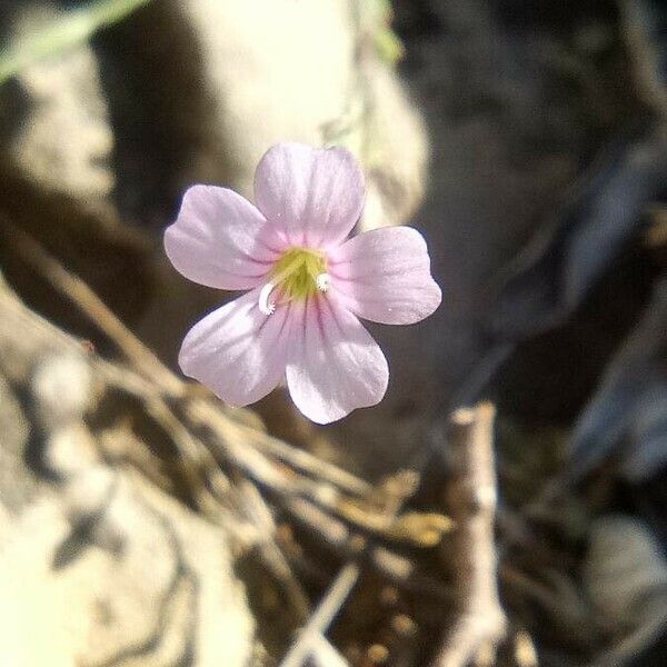 Petrorhagia saxifraga Flower