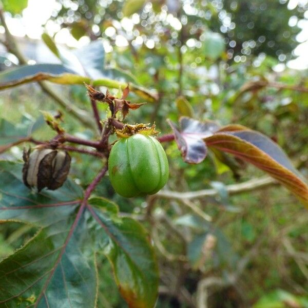 Jatropha gossypiifolia Fruit